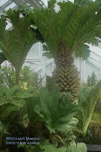 Gunnera manicata in flower