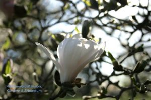 our Magnolia stellata is still opening up