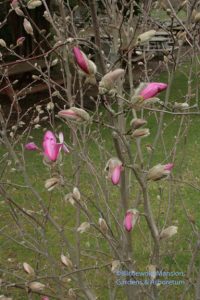 Magnolia x loebneri 'Leonard Messel' starting.