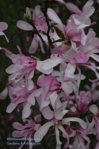 Magnolia x loebneri  'Leonard Messel'