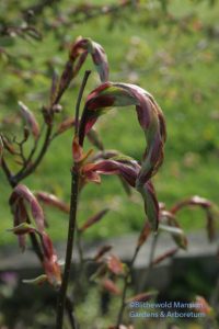 Carpinus cordata - Heart-leaf hornbeam (in the nursery  bed)