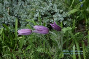 Pasque flower - Pulsatilla vulgaris