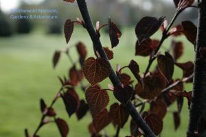 Cercidiphyllum japonicum 'Red Fox' - Katsura