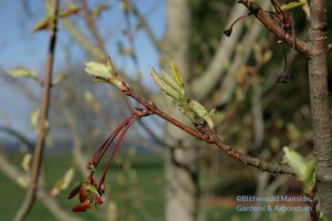 Acer rubrum 'Franksred' - Red Sunset red maple