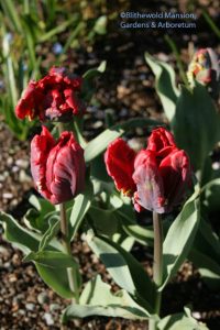 Tulip 'Rococco' in the Rose Garden - shoes by Ferragamo?