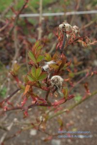 a Knock-Out rose leafed out around last year's hips