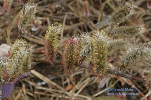 Salix chaenomeloides 'Mt. Aso' - prettier than ever 4-1-10