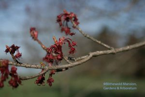 Red maple samaras