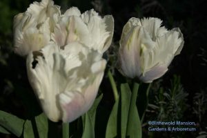 Tulip 'Snow parrot' - complete with a blue-ish blush on the outer petals