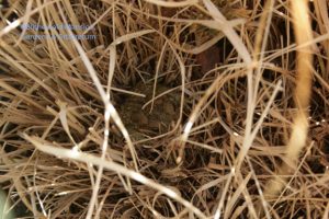 a nested toad