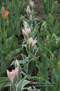 tulip 'China Town' and 'Green Wave' (right)