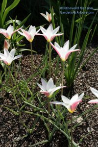 Tulipa clusiana 'Lady Jane' fully open