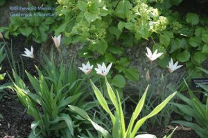 Tulipa clusiana 'Lady Jane'