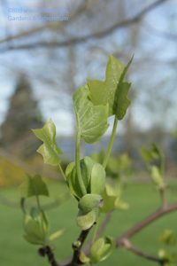 Liriodendron tulipfera - tulip tree