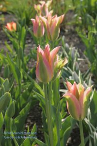tulip 'Virichic'