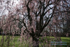 Prunus subhirtella 'Pendula' - weeping cherry