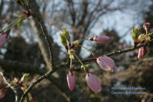 Yoshino cherry in the Water Garden opening 4-8-10