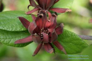 Spicebush (Calycanthus floridus) 5-4-10