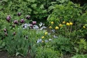 Tulip 'Jackpot', Phlox divaricata and Trollius 'Lemon Queen'   5-14-10