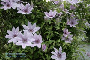 Clematis 'Nelly  Moser' 5-14-10