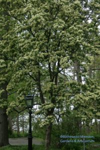 Viburnum sieboldii  5-14-10