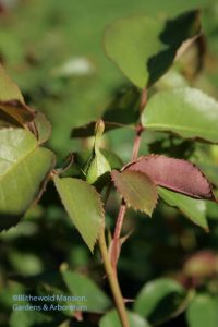 budded rose 5-4-10