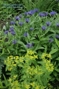 Centaurea montana and euphorbia 5-14-10