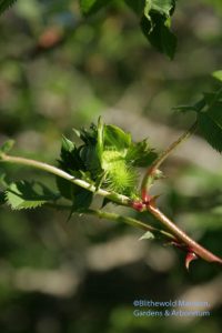 Chestnut rose bud (Rosa roxburghii) 5-4-10