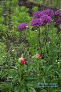 Peony and allium in  the Display Garden