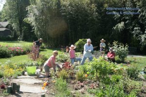 Tuesday volunteers - the Deadheads - planting