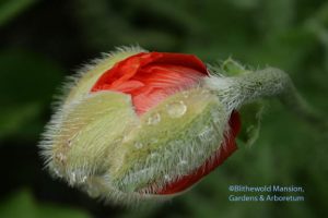 Papaver orientale 'Harvest Moon' starting to open