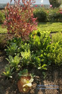 Self-sown poppies, nicotiana and eryngium placed by nature in the big Display Garden bed.