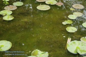 tadpoles 5-14-10