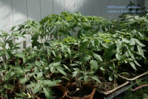 tomato seedlings