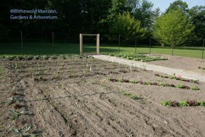 Tomatoes planted 5-25-10