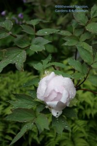 tree peony in the Rock Garden 5-14-10