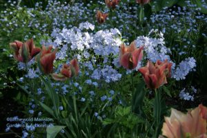 tulip 'Artist', woodland phlox and forget-me-not 5-4-10