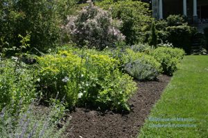 open spaces for summer/fall bloomers in the North Garden 