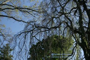 weeping beech 5-4-10