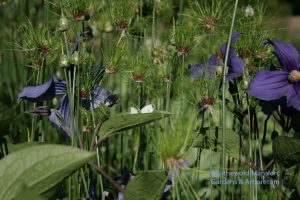 Allium 'Hair' and Clematis durandii