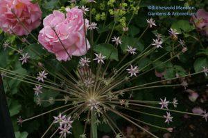 Allium schubertii