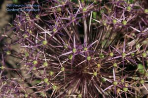 Allium albopilosum - Star of Persia