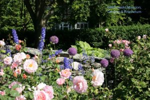 Allium 'Ambassador', Rosa 'Belle Story' and delphinium