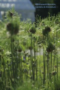 Allium 'Hair' 