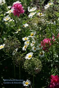 allium seed heads in the peony row