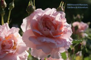 Rosa 'Belle Story'