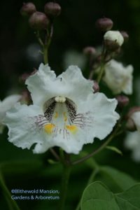 Catalpa speciosa - Northern catalpa