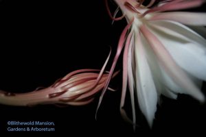 Night blooming cereus flower and bud