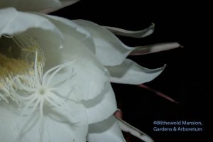 Night blooming cereus