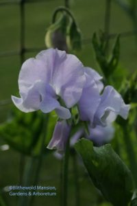 Sweet pea - Lathyrus odoratus 'Chatsworth'